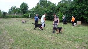 Výcvik útulkových psíkov - každú sobotu o 18:00 hod