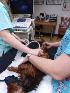 Zbierka pre Arčího