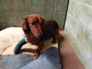 Zbierka pre Arčího