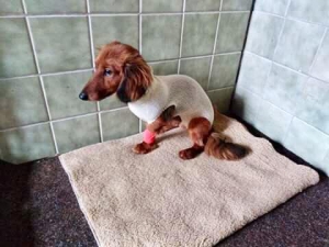 Zbierka pre Arčího