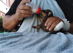 Vyhodené šteniatka pri kontajneri