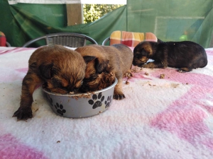 Vyhodené šteniatka pri kontajneri