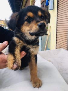 ludskounezodpovednostoupridebuckyolabku