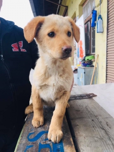 ludskounezodpovednostoupridebuckyolabku