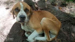 Podvyživený psík z lesa