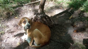 Podvyživený psík z lesa