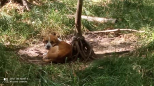 Podvyživený psík z lesa