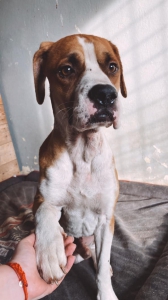 Podvyživený psík z lesa