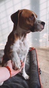 Podvyživený psík z lesa