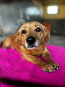 ZORKA